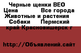 Черные щенки ВЕО › Цена ­ 5 000 - Все города Животные и растения » Собаки   . Пермский край,Красновишерск г.